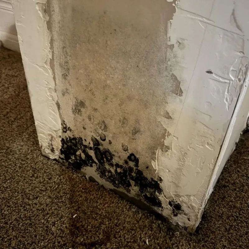 Professional Mold Removal in Martinsville, IL